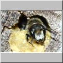 Heriades truncorum - Loecherbiene m09a 6mm.jpg